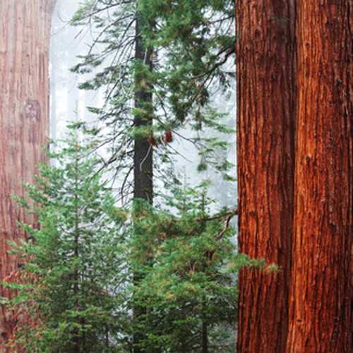 Redwood & Cedar Fragrance Oil