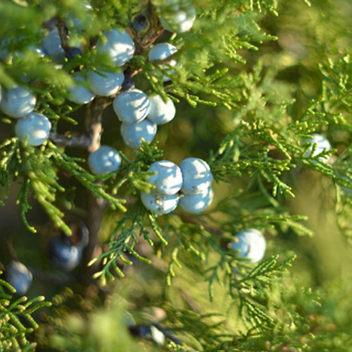 Cypress and Berries Fragrance Oil