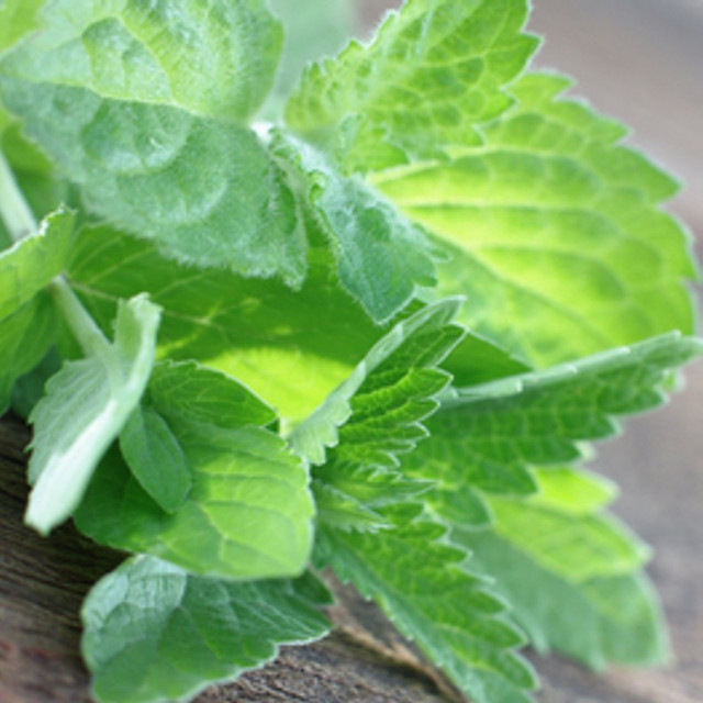 Eucalyptus & Spearmint (Type) Fragrance Oil