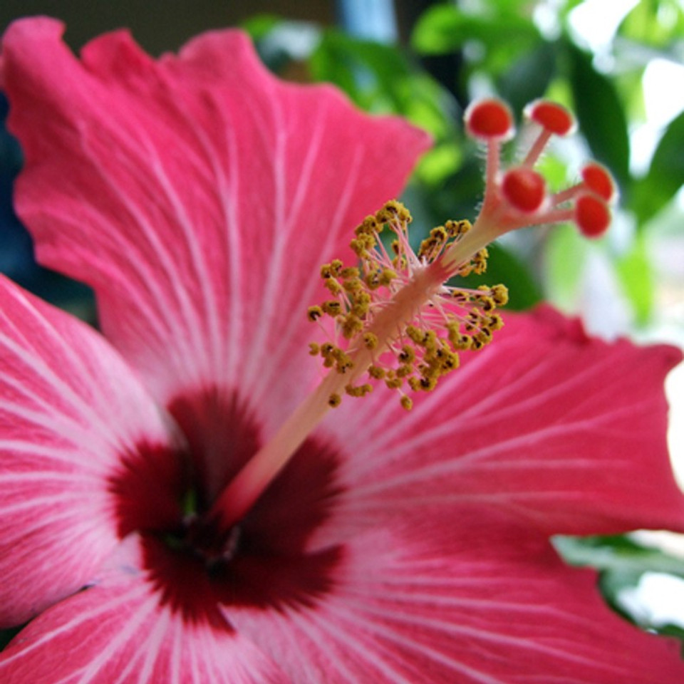 Hawaiian Pink Hibiscus (Type) Fragrance Oil - The Flaming Candle Company