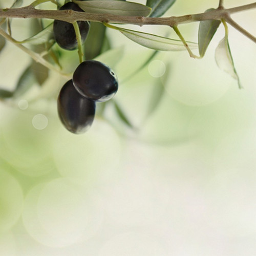 Olive Tree Fragrance Oil