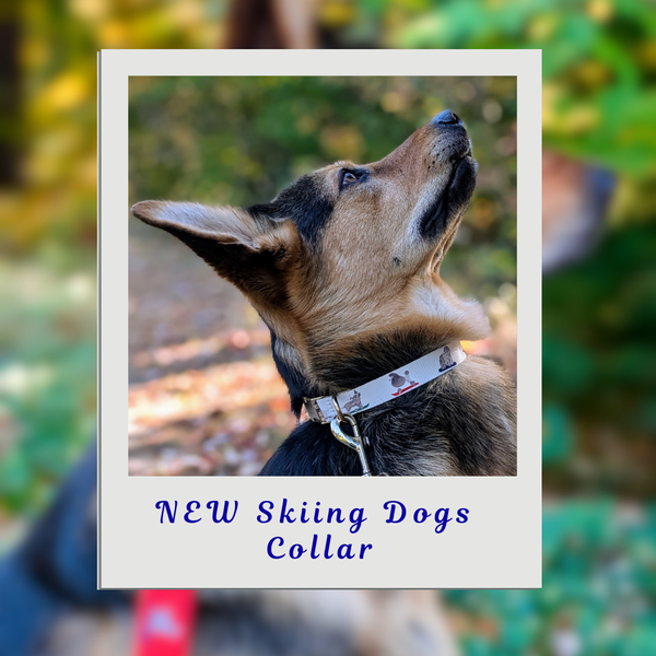 Medium collar on a 50 lb dog in picture.