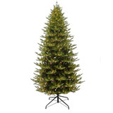 Frasier Fir