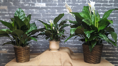 Peace Lily/ Spathiphyllum