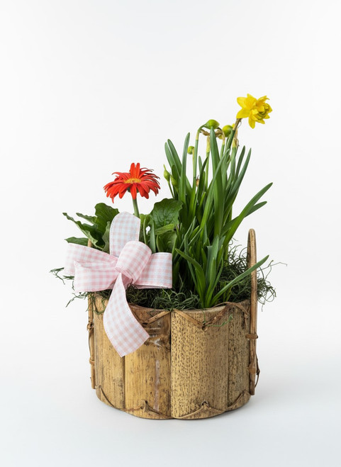 Spring is in the air with this beautifully arranged bulb garden. A mix of a variety of bulbs bring bright colors into your home or patio. 
Later can be planted outside for years to come.