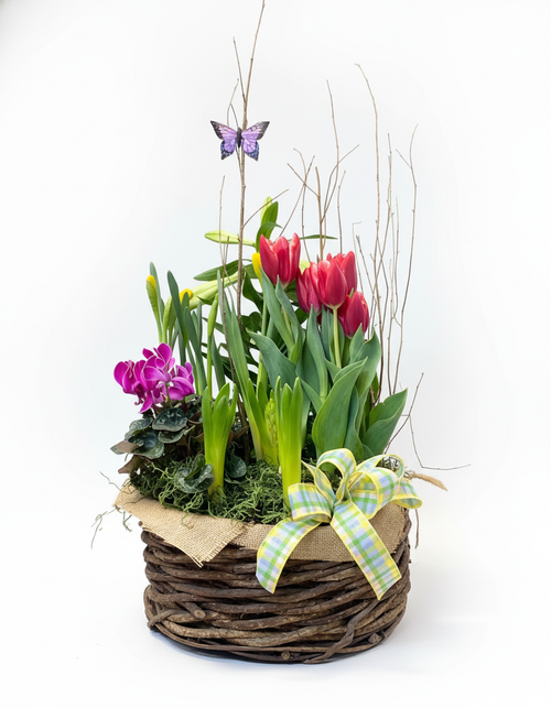 Spring is in the air with this beautifully arranged bulb garden. A mix of a variety of bulbs bring bright colors into your home or patio. 
Later can be planted outside for years to come.