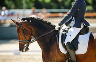 What is the white foam around a horse's mouth and how do I get it?