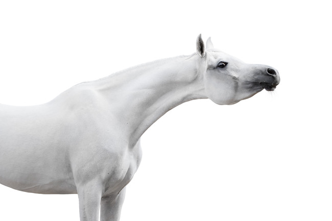 I believe in Unicorns....Bitting the Arabian horse