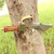 Edge Ripper Double Sawback Bowie Knife