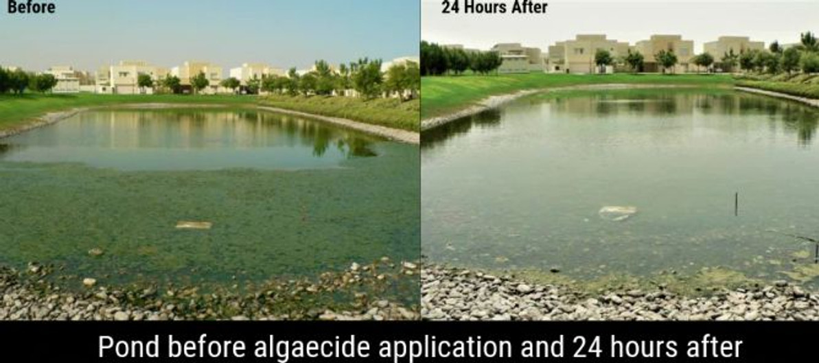 How to Remove Green Algae From a Pond