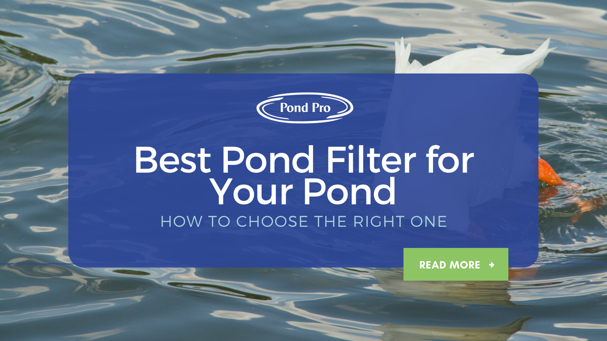 Best Pond Filter for Your Pond: How to Choose the Right One