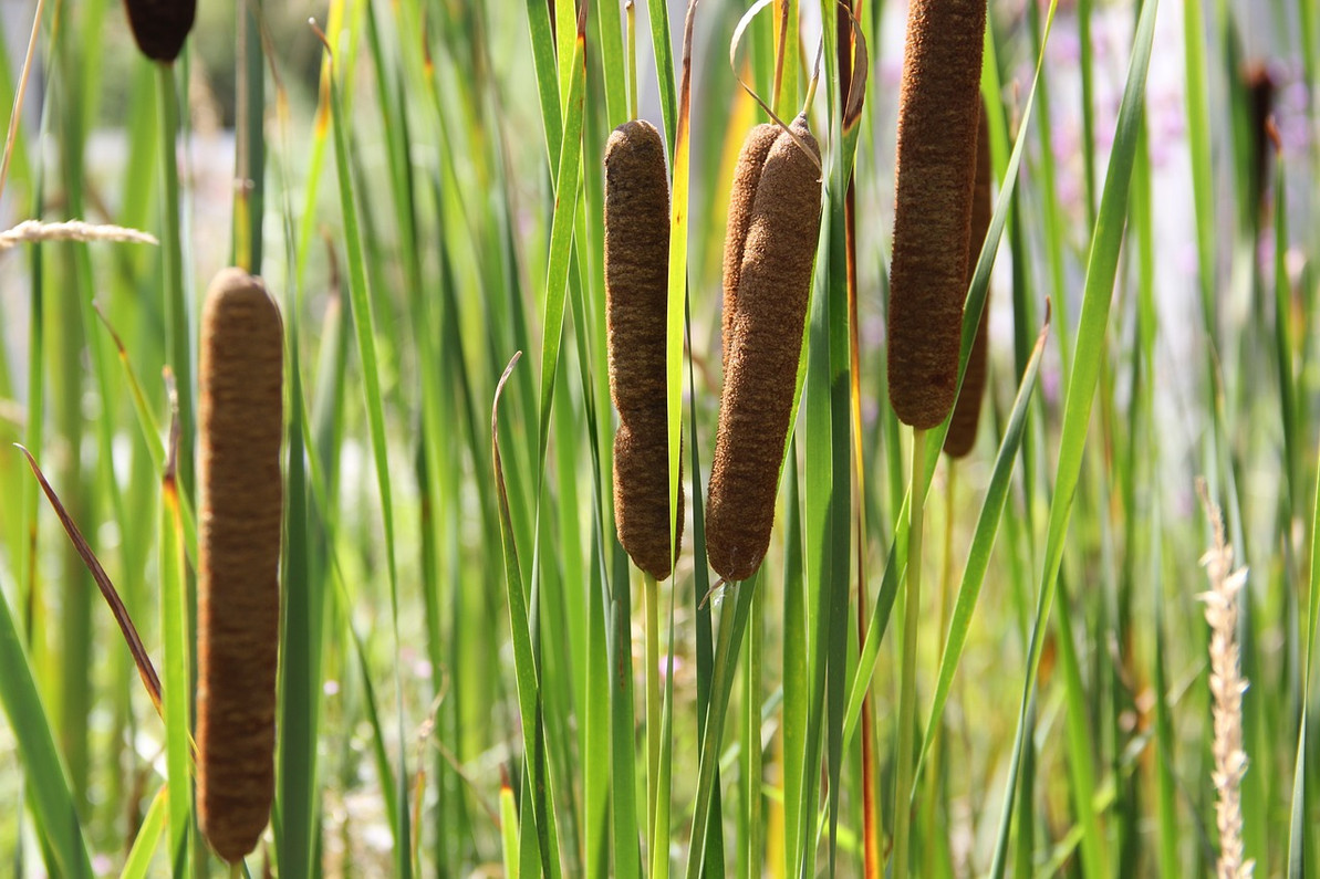 ​Pond & Lake Shoreline Weeds and Removal Methods