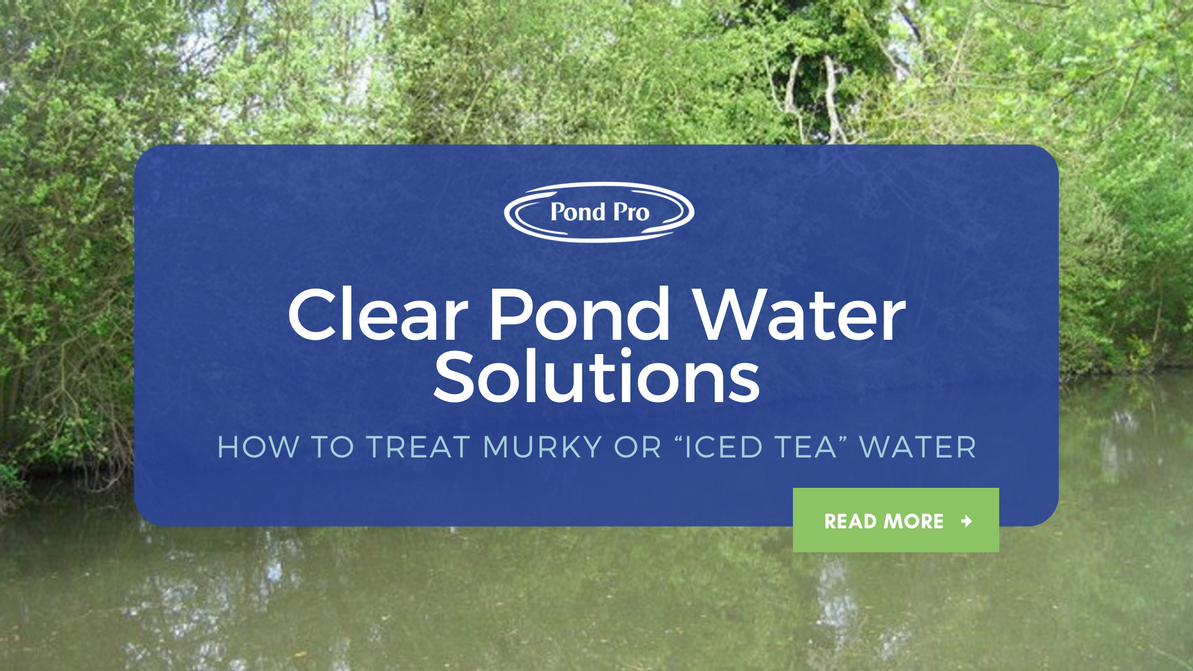 Clear Pond Water Solutions: How to Treat Murky or "Iced Tea" Water