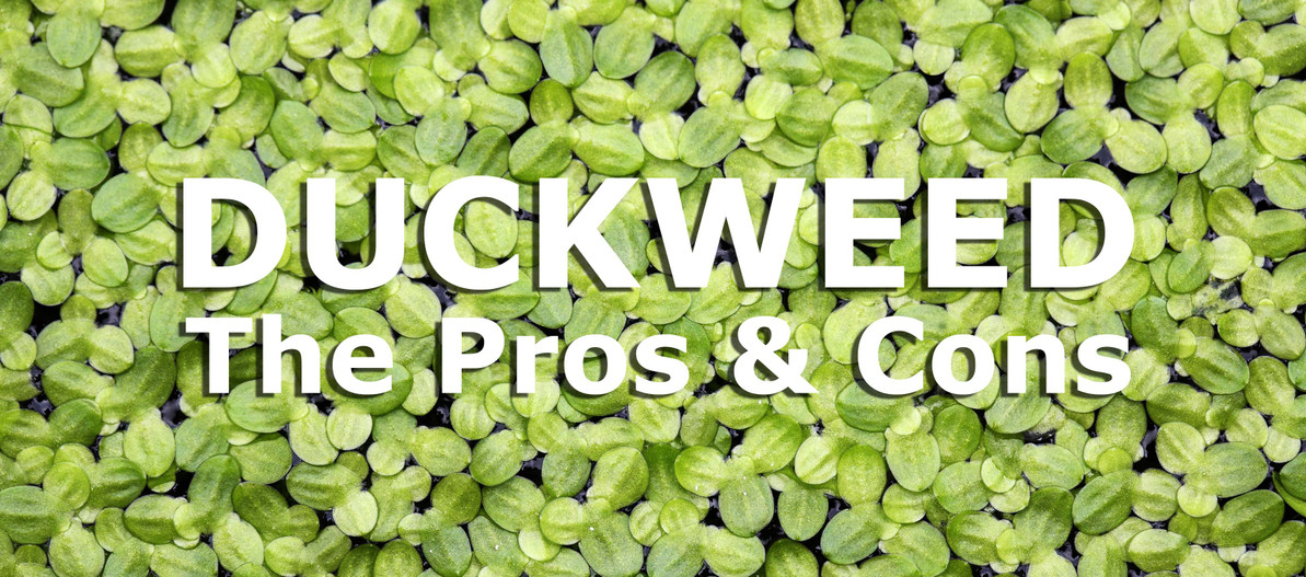 ​The Pros And Cons Of Duckweed