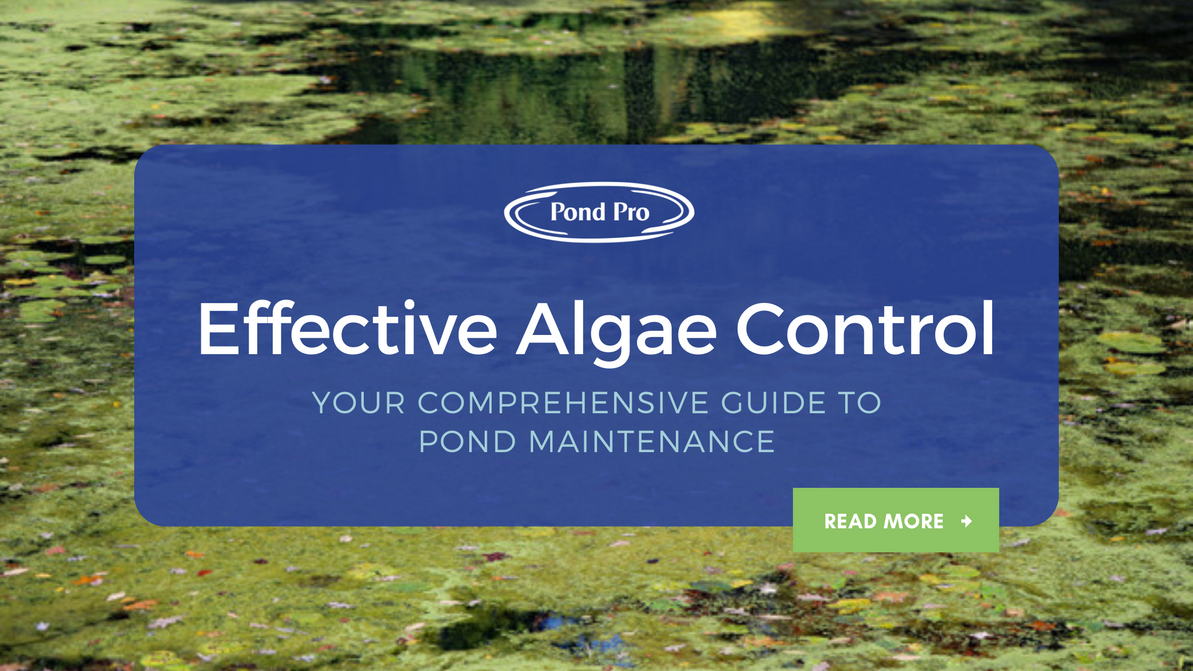 Effective Algae Control: Your Comprehensive Guide to Pond Maintenance