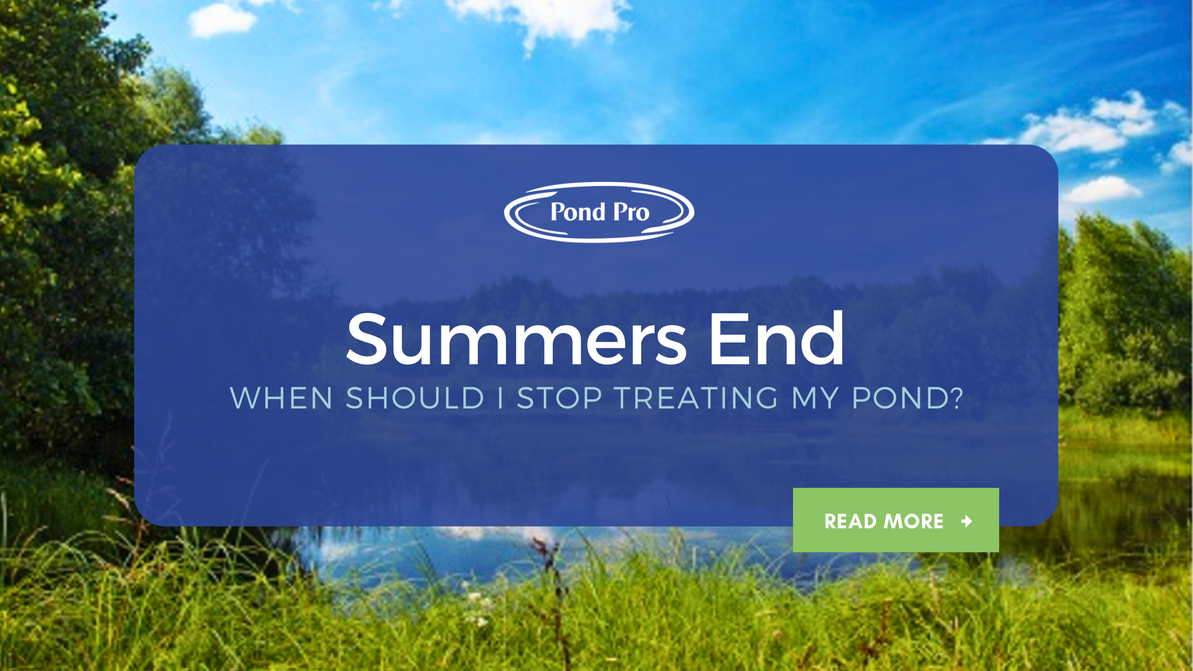 Summers End: When Should I Stop Treating my Pond?