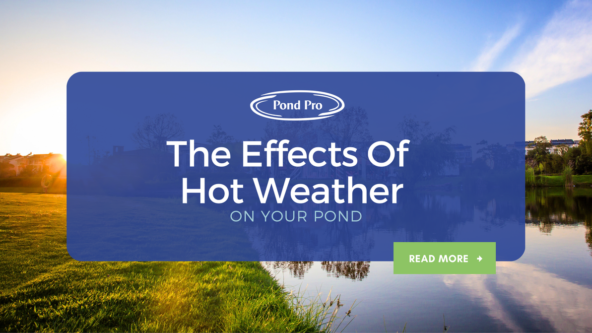 The Effects of Hot Weather on your Pond