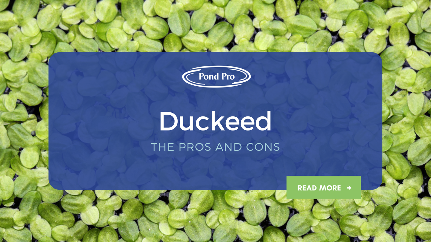 ​Understanding Duckweed: The Pros and Cons of Duckweed