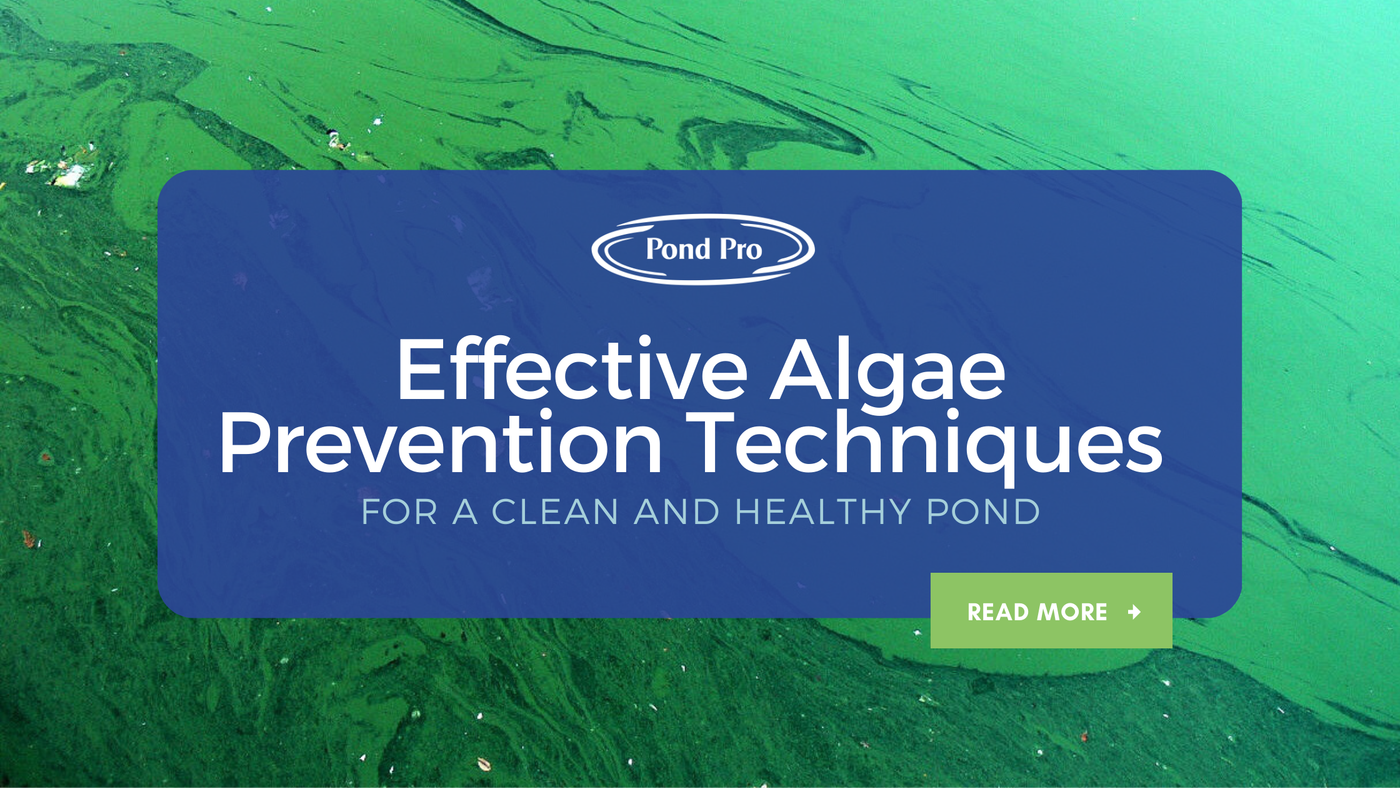 Effective Algae Prevention Techniques for a Clean and Healthy Pond