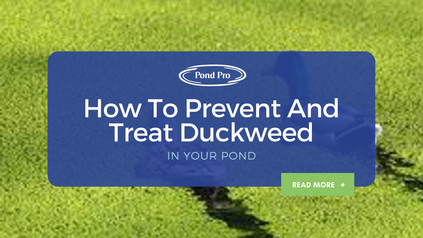 How to Prevent and Treat Duckweed in Your Pond