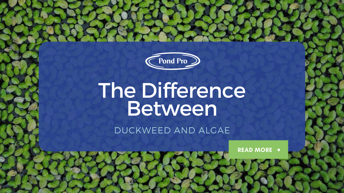 The Difference Between Duckweed and Algae