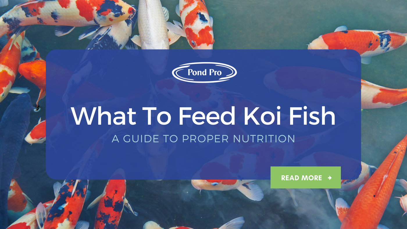 What to Feed Koi Fish: A Guide to Proper Nutrition