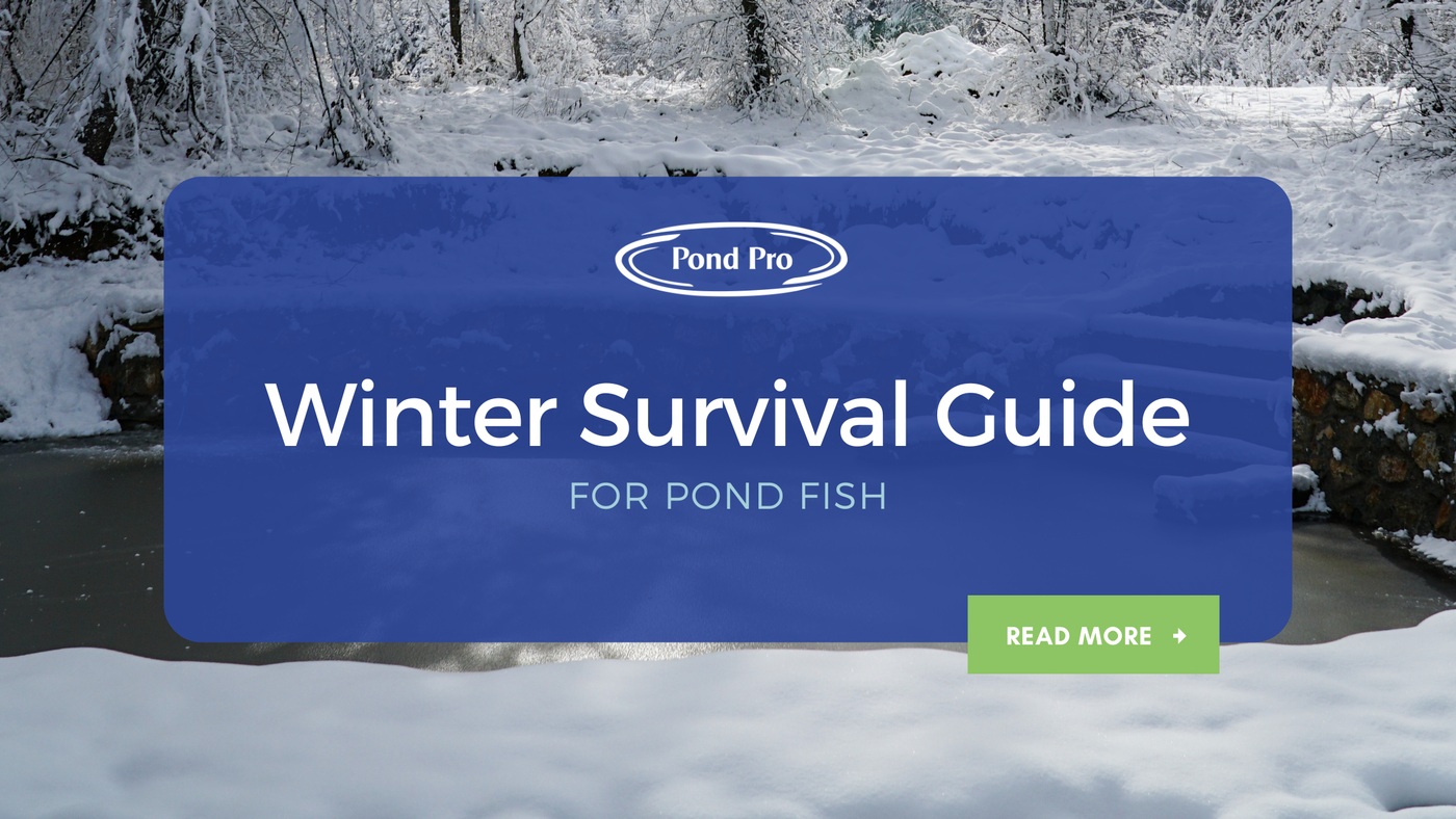 Winter Survival Guide for Pond Fish