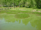 Canadian Pond Algae Control: A National Management Guide
