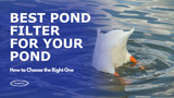 Best Pond Filter for Your Pond: How to Choose the Right One