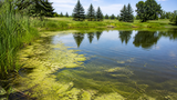 Pond Scum in Canadian Ponds: What It Is, Why It Happens, and How to Treat It