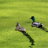 Prevention & Treatment of Duckweed