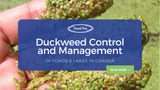 Duckweed Control And Management In Ponds & Lakes In Canada