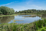 Diagnosing Your Pond: Colour, Algae, Weeds