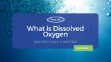 What is Dissolved Oxygen and Why Does It Matter?