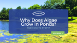 Why Does Algae Grow in Ponds? (And How to Stop It)