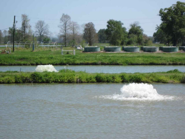 Kasco's Surface aerators in use