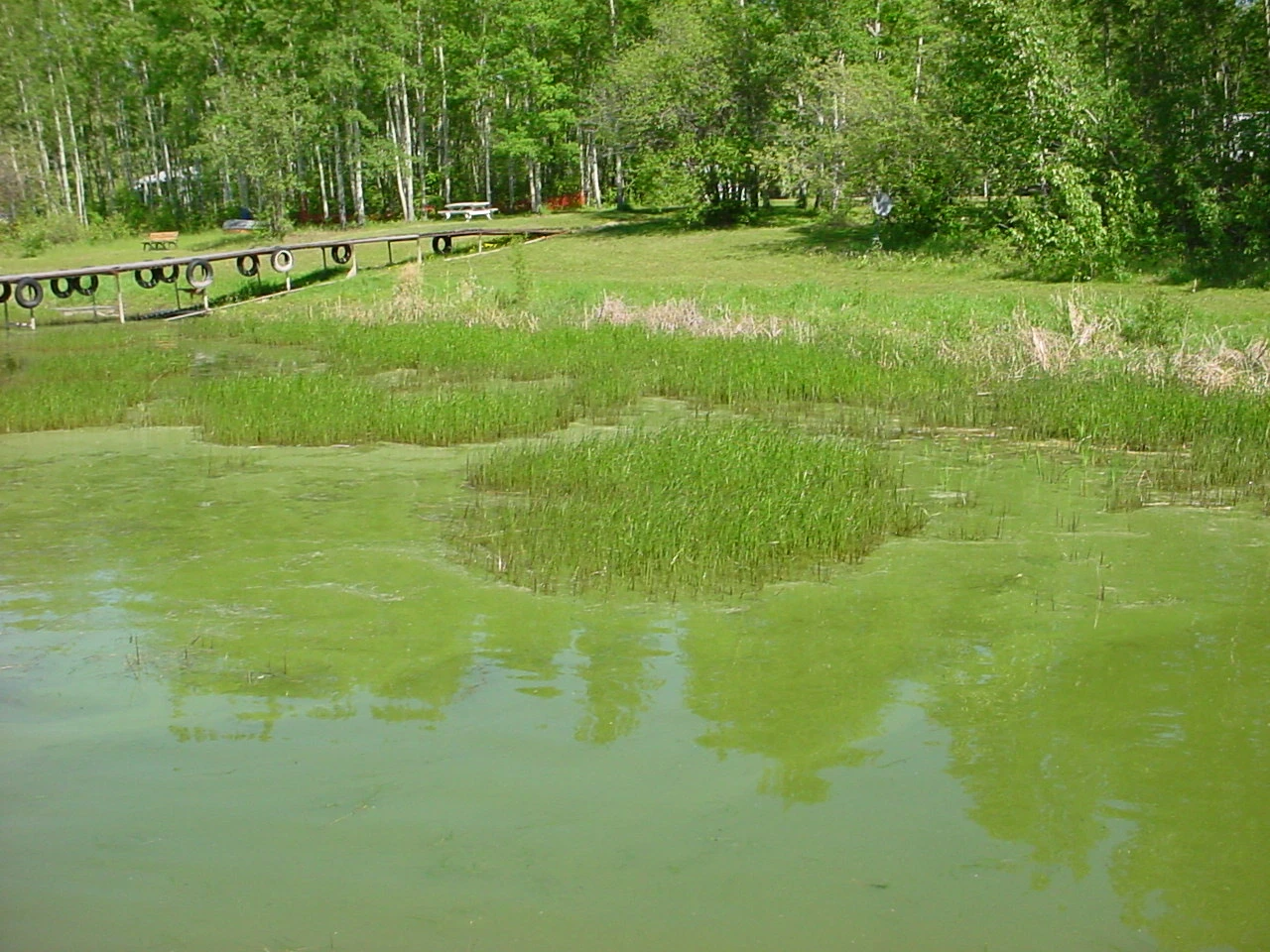 Algae Prevention - Pond Pro Canada