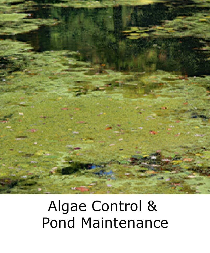  ALGAE CONTROL & POND MAINTENANCE blog