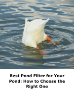 Best Pond Filter for Your Pond: How to Choose the Right One