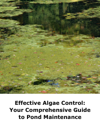 Effective Algae Control: Your Comprehensive Guide to Pond Maintenance