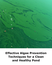Effective Algae Prevention Techniques for a Clean and Healthy Pond