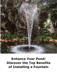 Enhance Your Pond: Discover the Top Benefits of Installing a Fountain