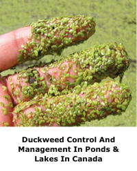 Duckweed Control And Management In Ponds & Lakes In Canada