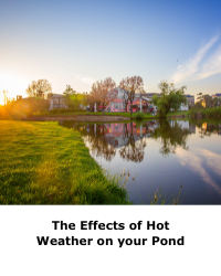 The Effects of Hot Weather on your Pond