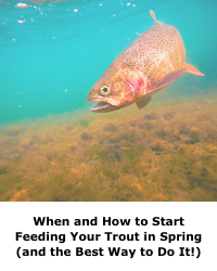 When and How to Start Feeding Your Trout in Spring (and the Best Way to Do It!)