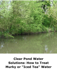 Clear Pond Water Solutions: How to Treat Murky or "Iced Tea" Water