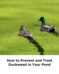 How to Prevent and Treat Duckweed in Your Pond