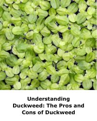 Understanding Duckweed: The Pros and Cons of Duckweed
