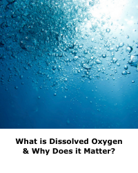 What is Dissolved Oxygen and Why Does It Matter?