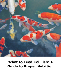 What to Feed Koi Fish: A Guide to Proper Nutrition
